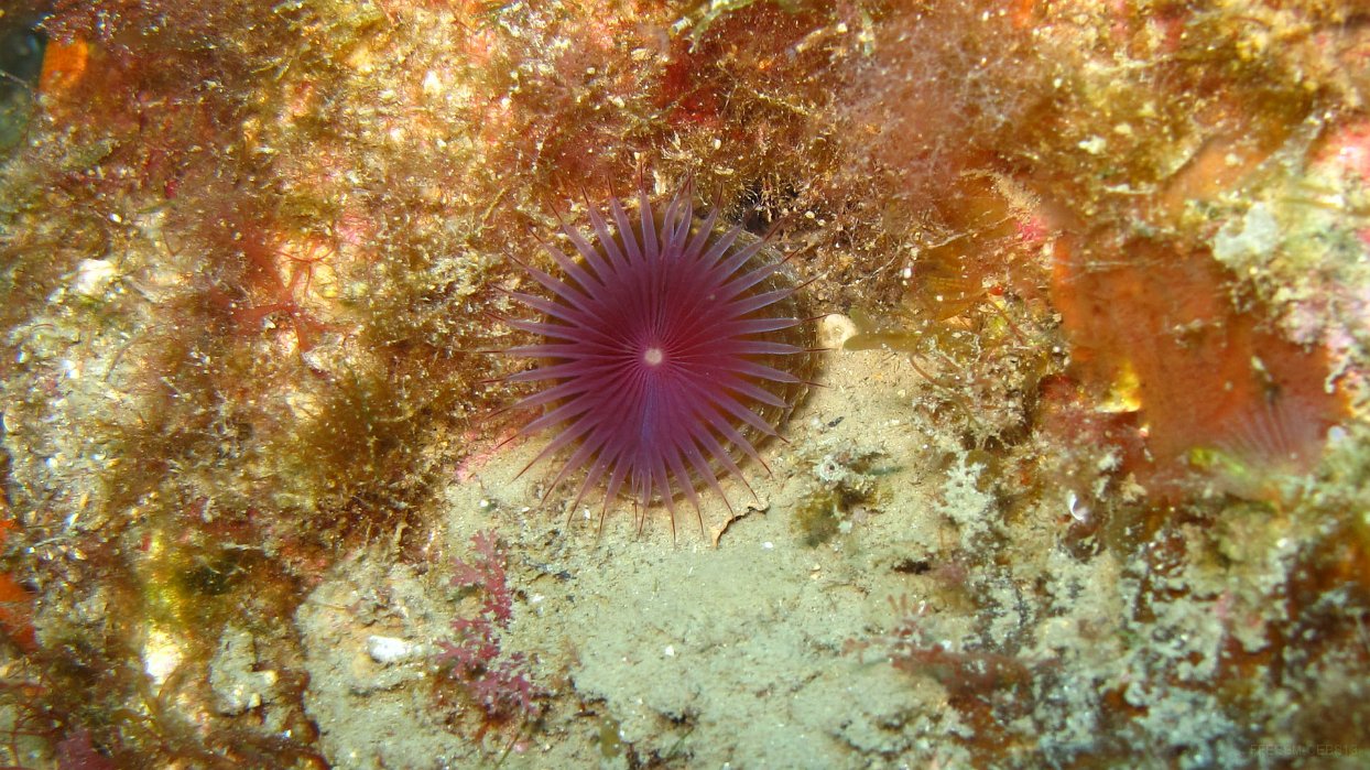080 Ver myxicole (Myxicola infundibulum).JPG - Ver myxicole (Myxicola infundibulum)